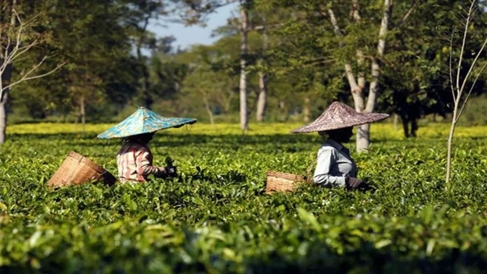 Two women with large triangular hats and wicker picking baskets on their backs walk in a field of high green crops