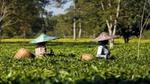 Two women with large triangular hats and wicker picking baskets on their backs walk in a field of high green crops