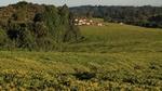 Tea growing fields with houses in the distance.