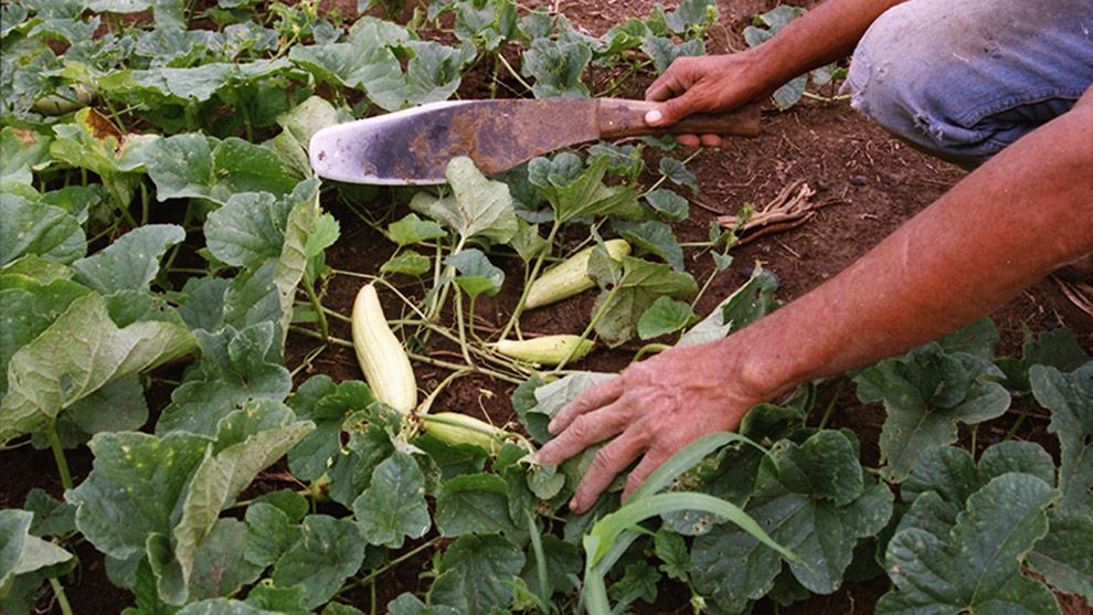 A close-up of hands holding a trowel tending a row of green plants in a field