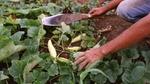 A close-up of hands holding a trowel tending a row of green plants in a field