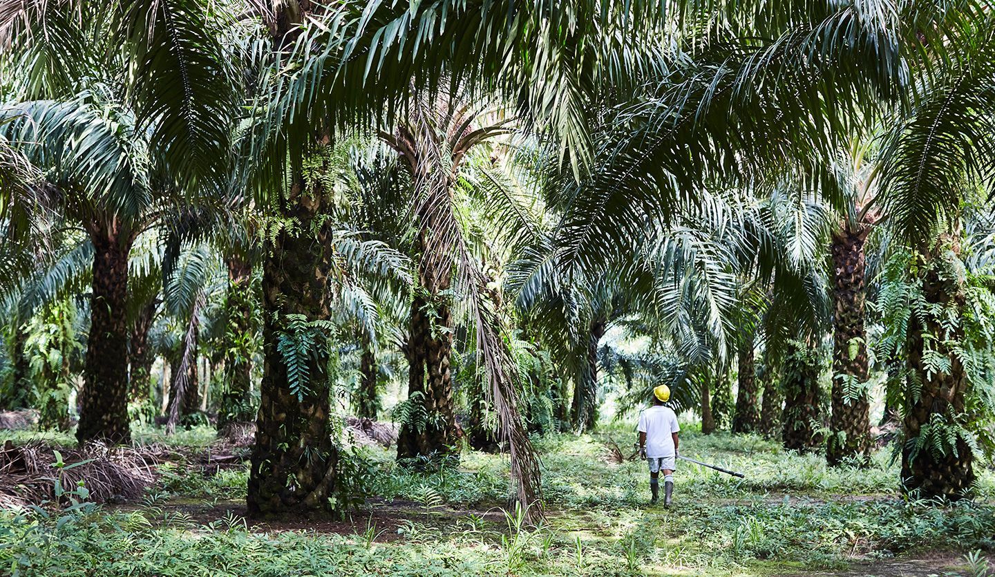 Palm oil farmer working in a plantation