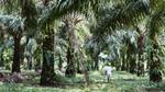 Palm oil farmer working in a plantation