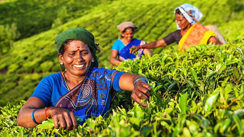 Three women in bright saris smiling on sloping field of bright green plants.