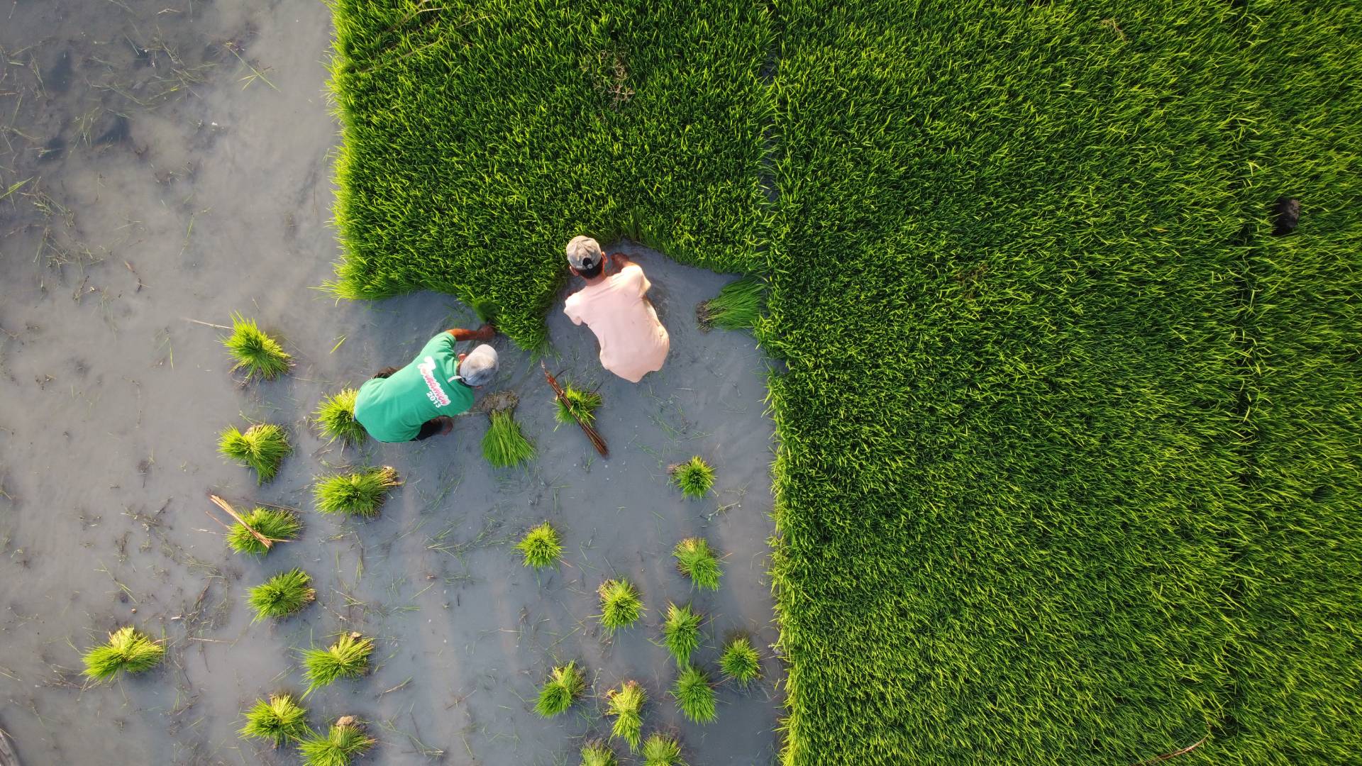 Aerial view of two farmers harvesting and bundling their tea crop 