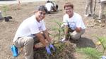 Two employees planting a tree