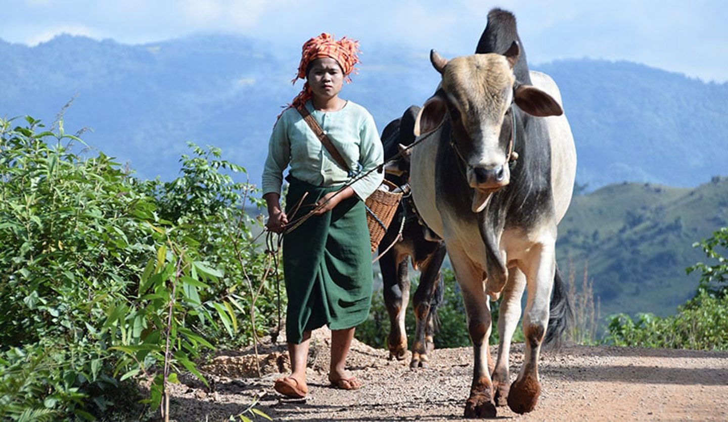 A woman pulls along cattle in a rural area
