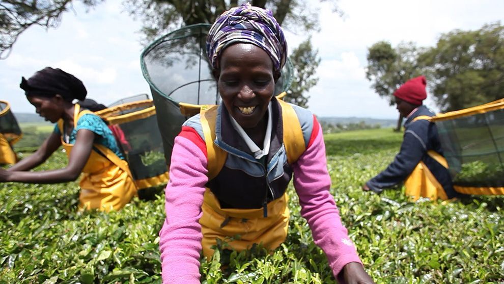 Women harvesting tea leaves on a tea plantation